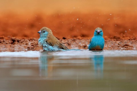 Angolan butterfly finch (Uraeginthus angolensis), blue-eared butterfly finch, adult, two birds, at