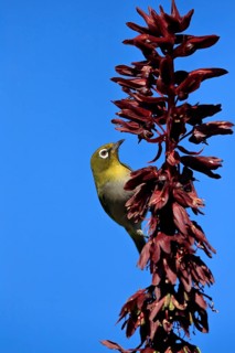Cape White-eye (Zosterops virens), Oranje White-eye, adult, foraging, on giant honey flower