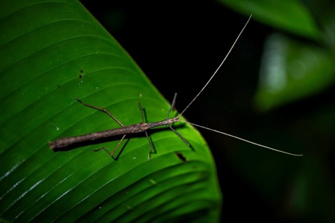 Stick insect (Phasmatodea) sitting on a leaf, at night in the tropical rainforest, Refugio Nacional