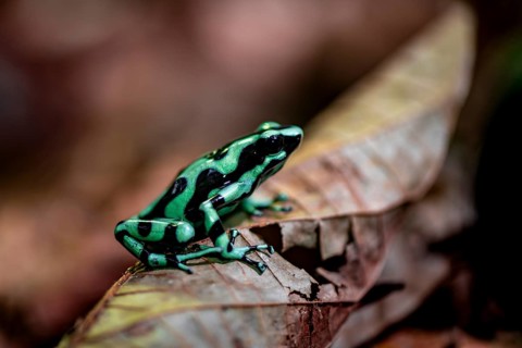 Green and black poison dart frog (Dendrobates auratus) on a leaf, Heredia Province, Costa Rica,