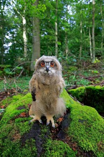 Eurasian Eagle-owl (Bubo bubo), juvenile, subadult, sitting on rocks, attentive, Eifel, Germany,