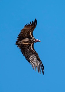Nubian vulture (Torgos tracheliotos) in flight against a blue sky, adult, Etosha National Park,