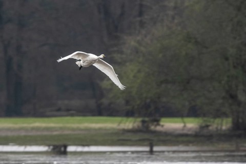 Tundra swan (Cygnus bewickii), flying, Emsland, Lower Saxony, Germany, Europe