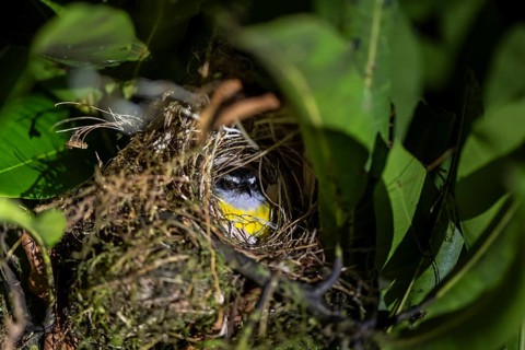 Sulphur-masked tyrant (Pitangus sulphuratus) sitting in its nest at night, at night in the tropical