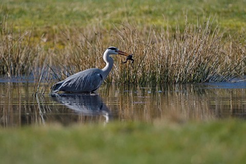 Grey heron (Ardea cinerea), hunting, with captured Common Frog, rz, Dingdener Heide nature reserve,