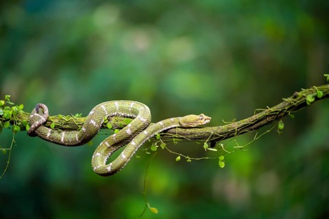 Griffin-tailed lance adder (Bothriechis schlegelii), green variety, sitting on a branch, Heredia