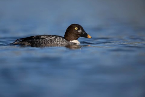 Common goldeneye (Bucephala clangula), Sweden, Europe