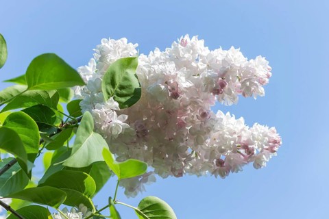 Blooming lilac in the botanical garden in spring