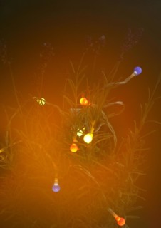 Lavender (Lavandula), with fairy lights and bokeh, North Rhine-Westphalia, Germany, Europe