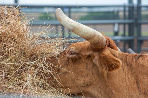 Oklahoma City, Oklahoma, Livestock used in the Great Plains Rodeo, an annual gay rodeo that