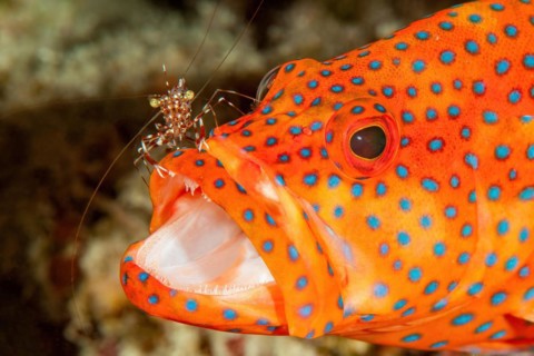 Cleaner shrimp Bruun's partner shrimp (Urocaridella antonbruunii) removes parasites from head of