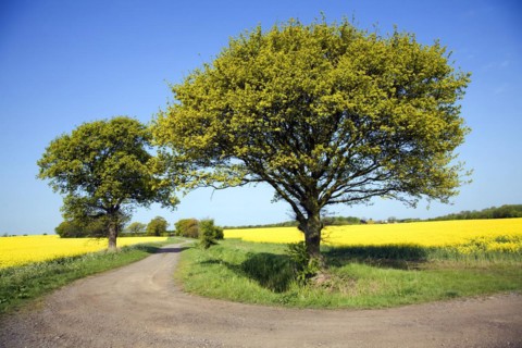 Oak tree in spring flower with yellow flowers of oil seed rape growing in field, Suffolk, England,