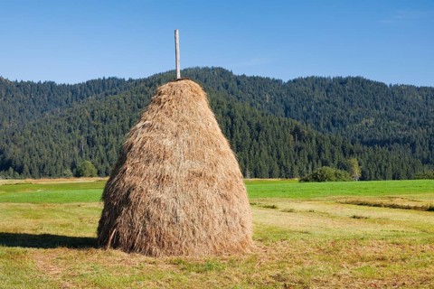 Traditional haystack Triste in the Rothenthurm high moor, Canton Schwyz, Switzerland, Europe