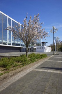 Blossoming cherry tree (Prunus) in front of the Musiktheater im Revier against blue sky in