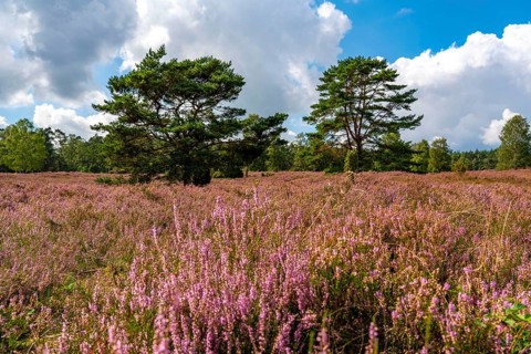 Heather blossom of the heather, in the Büsenbach valley, Lüneburg Heath nature reserve, Lower