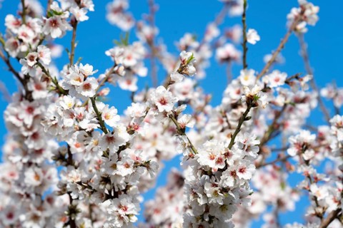 Almond blossom on Majorca, from January to March many hundreds of thousands of almond trees blossom