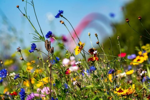 The Nordsternpark, former site of the Nordstern colliery, wildflower meadow, double arch bridge, in
