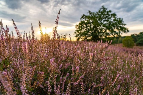 The Westruper Heide, in the Hohe Mark Westmünsterland nature park Park, near Haltern am See,