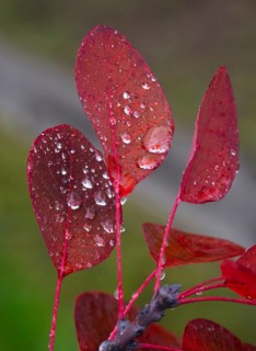 Smoke Tree (cotinus coggygria), leaves in autumn colour, covered with water droplets, Hessen,