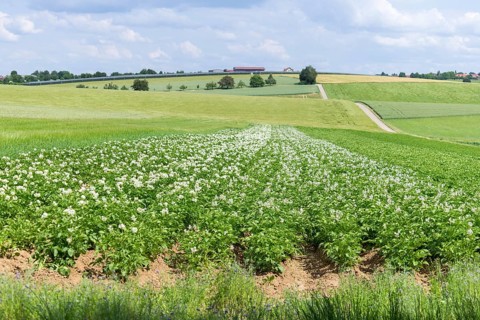 Flowering potato field, Baden-Württemberg, Germany, Europe