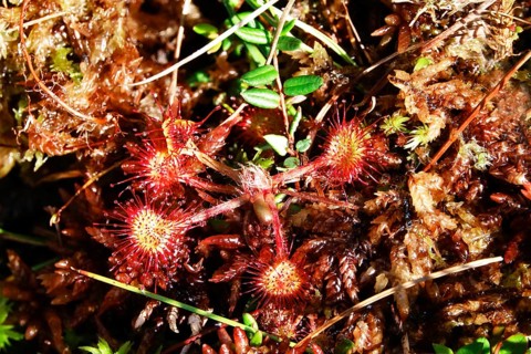 Sundew, Murnauer moss, August, Bavaria, Germany, Europe