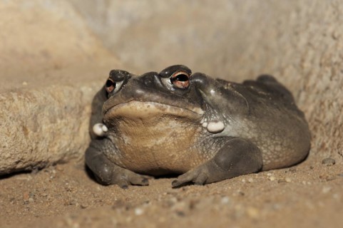 Colorado toad or Sonora desert toad (Incilius alvarius. Bufo alvarius), captive, occurrence in