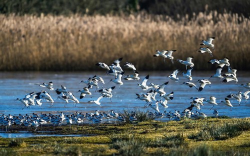 Pied Avocet, Recurvirostra avosetta, birds in flight over marshes at sunrise