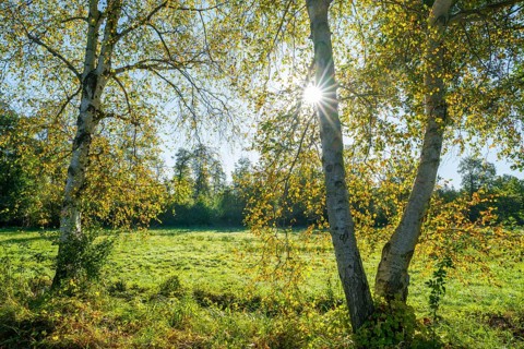 Birch trees (Betula) in autumn with yellow leaves in backlight with sun star, Lower Saxony,