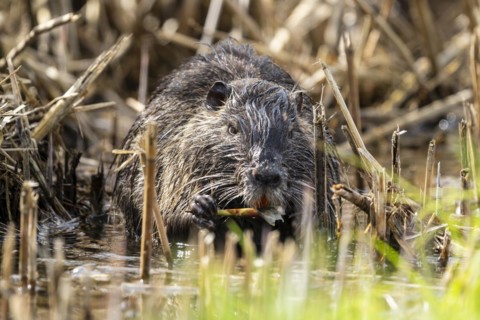 Nutria (Myocastor coypus), beaver rat, foraging in reeds, wildlife, Germany, Europe