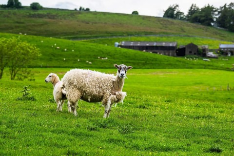 Sheeps and Farms in Yorkshire Dales National Park, North Yorkshire, England, United Kingdom, Europe