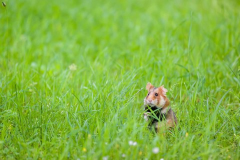 A European hamster (Cricetus cricetus), Eurasian hamster, black-bellied hamster or common hamster,