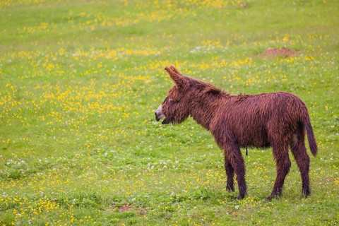 A mixed breed donkey foal runs across a green meadow