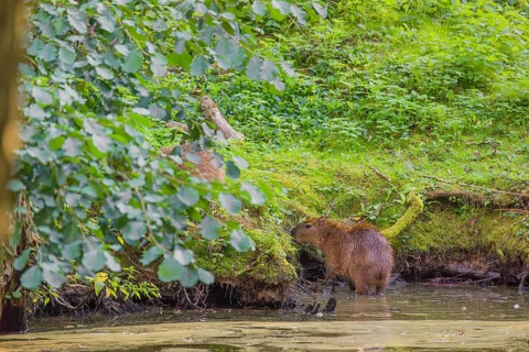 A (greater) capybara (Hydrochoerus hydrochaeris) searches for food in the dense riparian vegetation