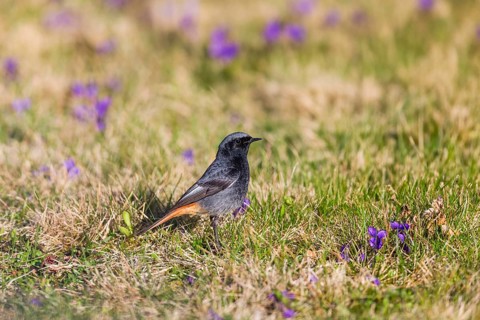 Black redstart (Phoenicurus ochruros), adult male standing on a lawn, surrounded by flowering