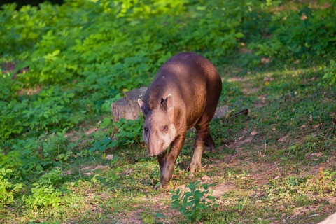A female South American tapir (Tapirus terrestris) runs through the undergrowth at the edge of the