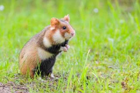 A European hamster (Cricetus cricetus), Eurasian hamster, black-bellied hamster or common hamster,