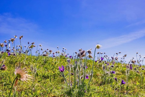 Blooming Pasqueflower (Pulsatilla vulgaris) in a meadow a sunny spring day with a clear blue sky