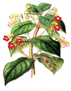 Kohleria inaequalis, as Tydaea warscewiczii, an evergreen perennial reaching up to one metre in