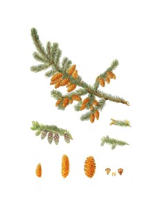 Pinus resinosa, Pinus rubra, Pinus resinosa, Newfoundland red pine, tree, digitally enhanced