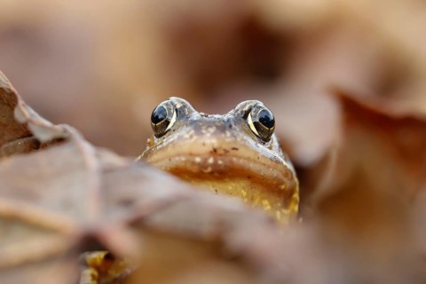 Common frog (Rana temporaria) adult amphibian on a pile of fallen autumn leaves in a garden,