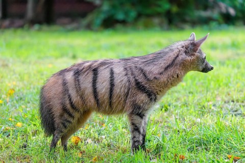 An aardwolf (Proteles cristatus) stands in a green meadow