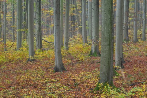 Near-natural deciduous forest in autumn with colourful leaves, copper beech (Fagus sylvatica),