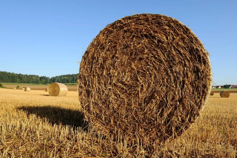 Large bale of straw on a field ready for harvest under a clear sky, Upper Palatinate