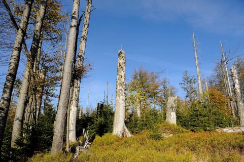 Forest with dead trees and blue sky, Lusen, Bavarian Forest National Park