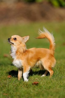 A standing Chihuahua on a green meadow, alert and watchful, Chihuahua, longhair