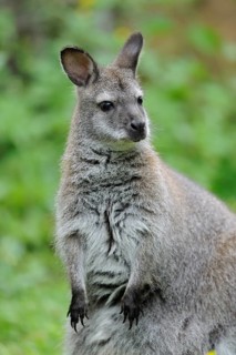 Kangaroo stands upright with an attentive gaze, surrounded by green nature, red-necked wallaby