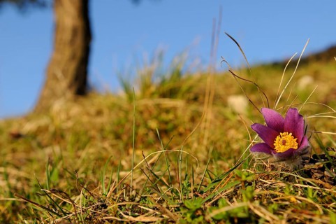 A purple Pasque flower (Pulsatilla vulgaris) on a grassy area with a blue sky in the background,