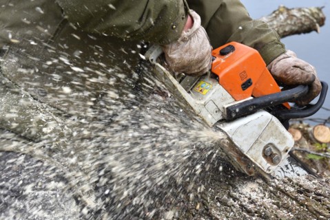 Worker cutting trees with a chainsaw, Germany, Europe