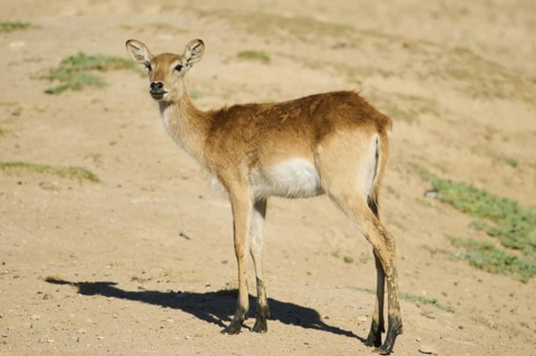 Southern lechwe (Kobus leche) standing in the dessert, captive, distribution Africa