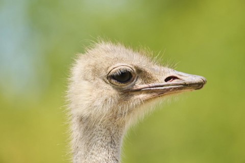 Common ostrich (Struthio camelus) female, portrait